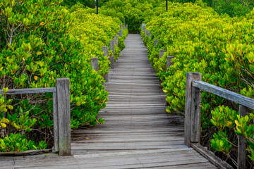 The natural background of the mangrove forest, with many types of trees growing along the coast. The beauty of the ecosystem and is a shelter or nursery for small aquatic animals.