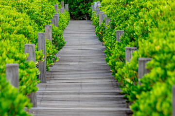 The natural background of the mangrove forest, with many types of trees growing along the coast. The beauty of the ecosystem and is a shelter or nursery for small aquatic animals.