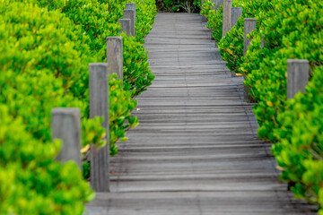 The natural background of the mangrove forest, with many types of trees growing along the coast. The beauty of the ecosystem and is a shelter or nursery for small aquatic animals.