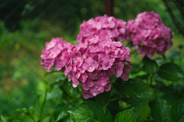 Pink hydrangea, close-up. Flowering bush. Huge hydrangea in the front garden. Flowering purple and pink hydrangea. High quality photo