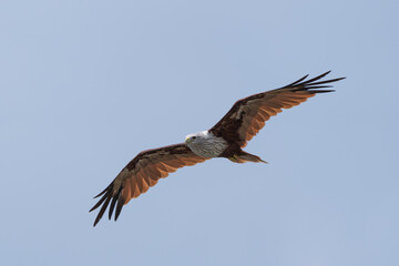 Obraz premium Kite in flight. The Brahminy kite (Haliastur indus) is a medium-sized bird of prey known as the red-backed sea eagle in Australia.