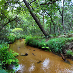 Ruisseau sauvage et forêt