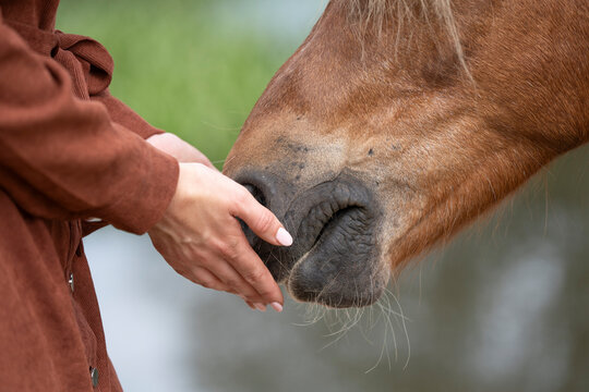 horse in hand connection touch soft connect