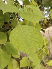 leaves pattern of dalbergia sissoo. North Indian rosewood leaves.shisham leaves pattern background 