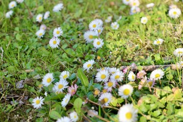 field of daisies