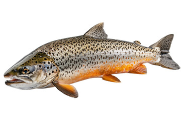 Fototapeta premium salmon fish isolated on a white studio background