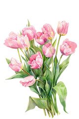 Fototapeta premium Watercolor Painting of Pink Tulips