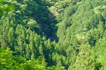 Fototapeta premium Scenery of forests and waterfalls in Kochi in May