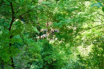Landscape of leaves with fresh green in May