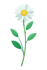 Fototapeta premium Daisy Plant minimal design vector illustration
