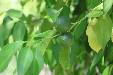 green bitter oranges on the tree