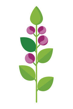 purple berries green leaves plant clip art preview