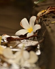 white frangipani flower