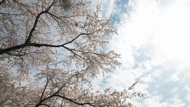 FPVドローンを使って満開の桜を撮影