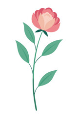 Fototapeta premium Peony plant minimal design vector illustration