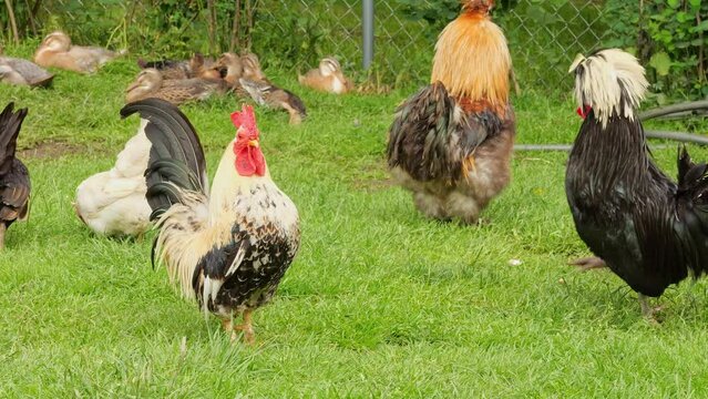 In the sunny weather, a rooster walks in an organic pen. Its colorful plumage contrasts with the sandy and wooden background. Agritourism poultry farming.