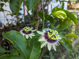 Passion fruit flower blooming on the tree, bluecrown passionflower or common passion flower, is a...