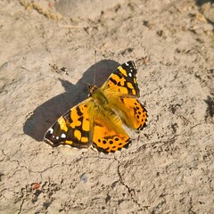 Butterfly spreading its wings in the sun