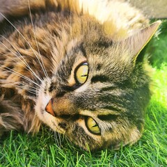 Tricolor domestic longhaired cat closeup.