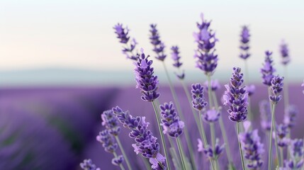 Fototapeta premium Abstract background of colorful nature scenes featuring vibrant floral patterns of lavender fields where the purple blooms stretch out creating a vast and aromatic landscape Illustration, Image, ,