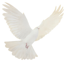 Fototapeta premium PNG Dove peace ripped paper animal white bird.