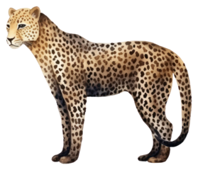 PNG Leopard wildlife cheetah mammal.