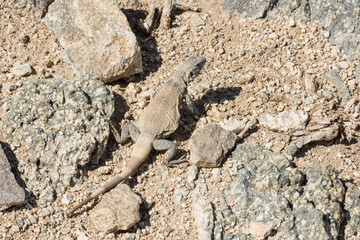 large lizard on the hot stone