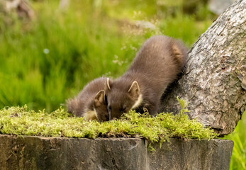 Young pine marten kits playing together in the forest