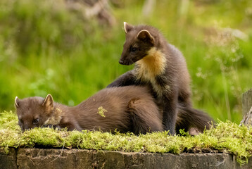 Young pine marten kits playing together in the forest