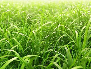 Obraz premium Lush Green Grass Field with Dew Drops Shining in Sunlight - Close-Up of Vibrant Fresh Grass Blades in a Serene Nature Setting