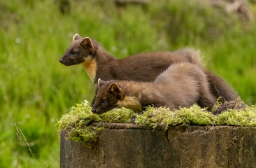Young pine marten kits playing together in the forest