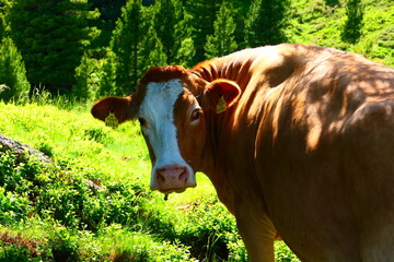 Almwirtschaft, wer guckt den da?