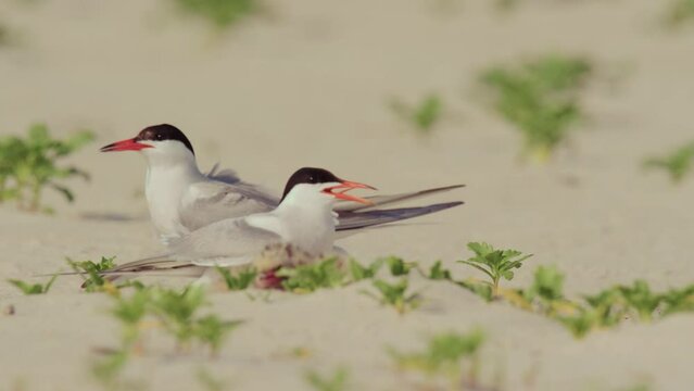 Common Tern on the Beach with a Baby