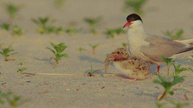 Common Tern on the Beach with a Baby