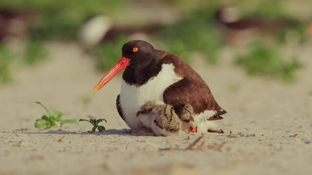American oystercatcher with a chick on the beach