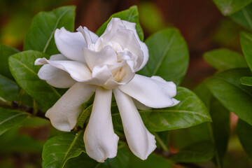 Closeup view of gardenia jasminoides fragrant white flower blooming outdoors isolated on natural background