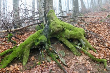 root of a tree