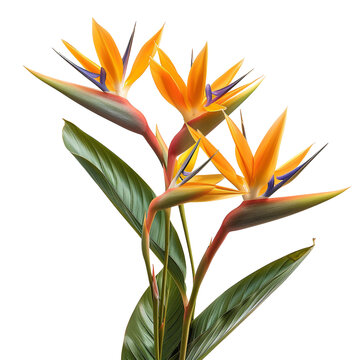 recommend clip art: Orange strelitzia reginae tropical flower clip art