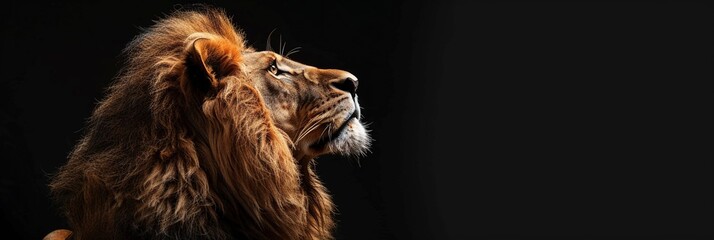 portrait of a lion photo black background