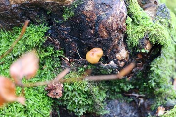 mushroom in the tree