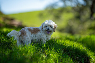 Australian Farm Dogs kelpie Working Through Drought, Navigating Summer Heat, and Supporting Cattle Farming in Dry Creek Environments