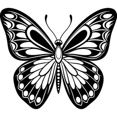 black and white butterfly