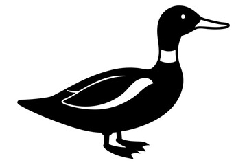 duck isolated on white