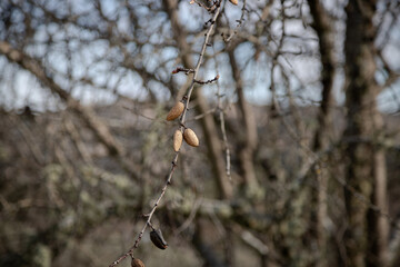 Close-up of forgotten almonds hanging from a bare branch during winter, highlighting the natural textures and shapes against a blurred background, showing the beauty of nature's dormant season.