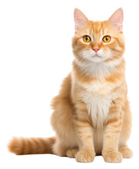 Fototapeta premium PNG Thai cat mammal animal kitten.