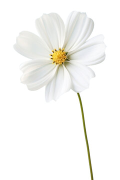 Fototapeta PNG Beautiful white flower wallpaper blossom petal plant.