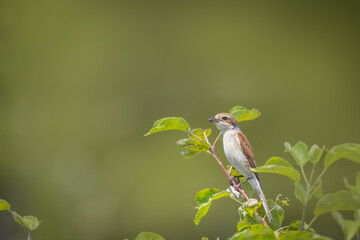 A young red-backed shrike sits on the branch with green leaves on a sunny summer day with an olive green background.