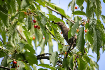 A young common starling sits on a cherry branch with green leaves on a sunny summer day.