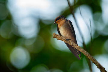 pacific swallow bird hirundo tahitica perched on a tree branch, natural bokeh background
