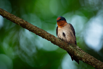 pacific swallow bird hirundo tahitica perched on a tree branch, natural bokeh background